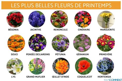 Infographie détaillant les bienfaits des différentes fleurs utilisées en confiserie