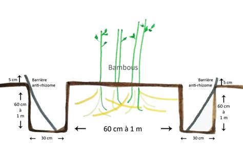 Schéma d'installation d'une barrière anti-rhizome