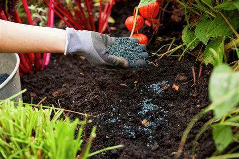 jardinier appliquant de l'engrais bleu dans un potager