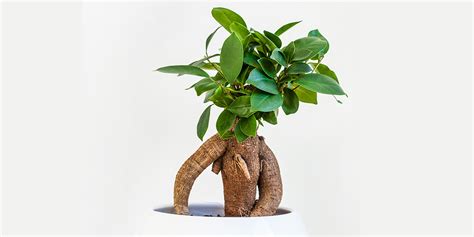 Racines de ginseng d'un Ficus