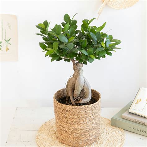 Ficus Ginseng en extérieur, à l'ombre