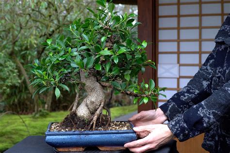 Technique de pincement sur un bonsaï Ficus