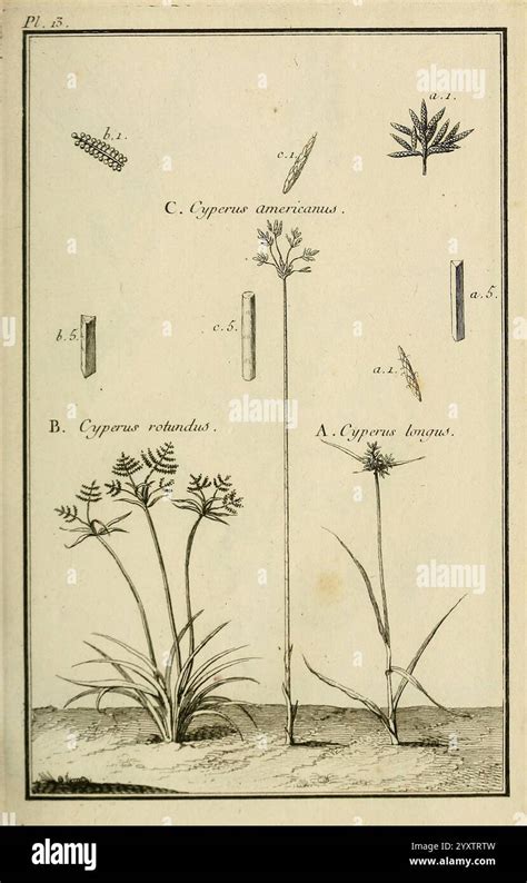 Illustration des différentes espèces de Cyperus et leurs caractéristiques