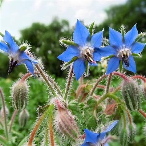 Illustration de Borago officinalis en pleine floraison