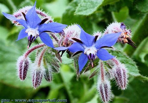 Fleurs bleues caractéristiques de la bourrache officinale