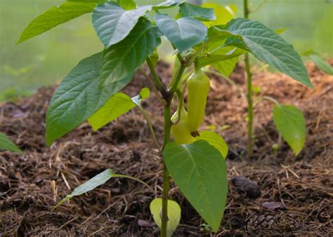 Plantules de courges sous serre