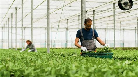 Ouvrier agricole travaillant dans une serre