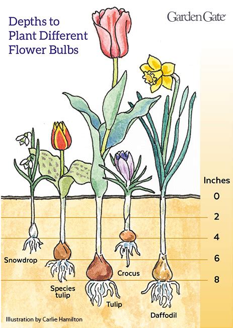 Diagram illustrating correct tulip bulb planting depth