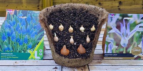Infographic showing bulb layering in a pot (lasagna method)