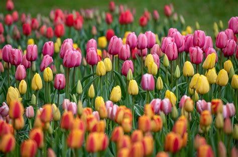 Photo of a vibrant tulip garden with various colors