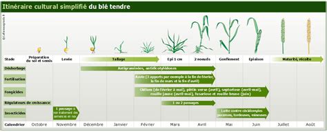 Calendrier des stades de développement du blé et des risques de fusariose