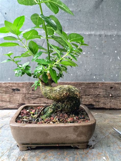 Bonsaï Premna Microphylla avec son tronc caractéristique
