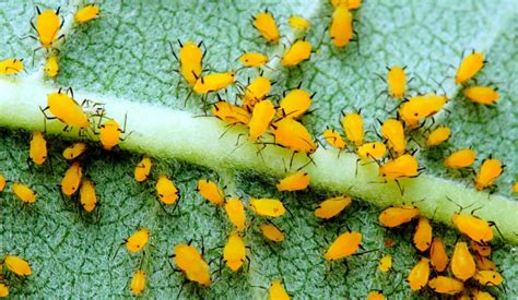 Pucerons sur une feuille de laurier rose
