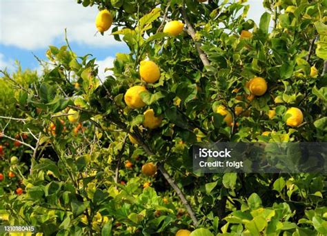 image de citrons mûrs sur un arbre