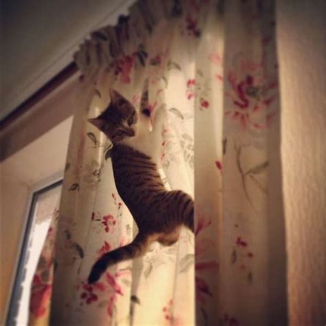 Chat grimpant aux rideaux