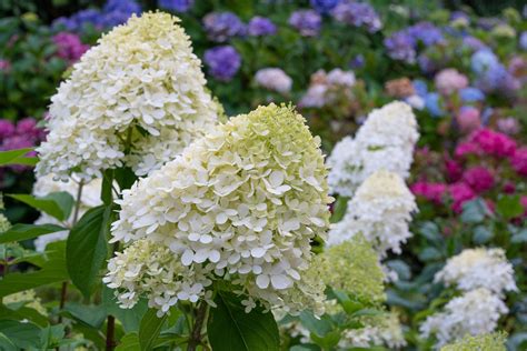 Variétés d'hortensias classiques à fleurs en boules