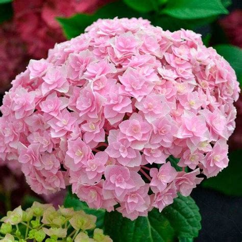 Hortensia 'Doppio Nuvola' avec ses fleurs doubles et nuageuses