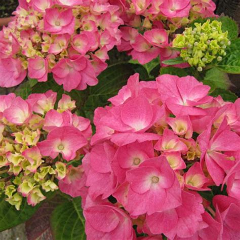 Hortensia à pétales ciselés, liseré rose vif
