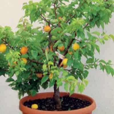 mini abricotier en pot sur un balcon