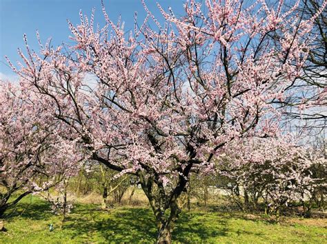 floraison d'un abricotier nain