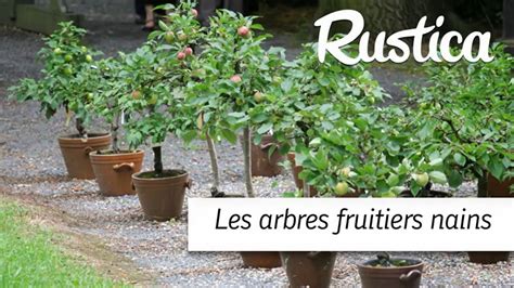 infographie sur les avantages des fruitiers nains