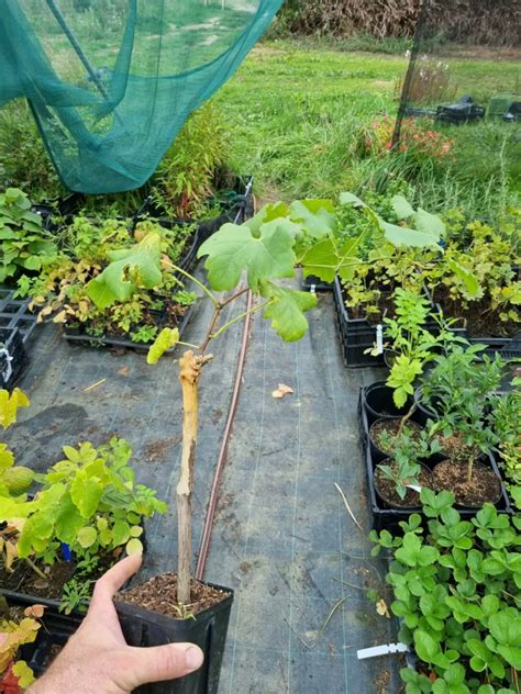 Vigne greffée oméga en développement