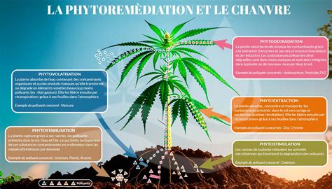 Schéma des différentes techniques de taille du cannabis