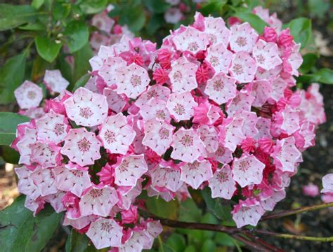 Fleurs de Kalmia latifolia rose pâle