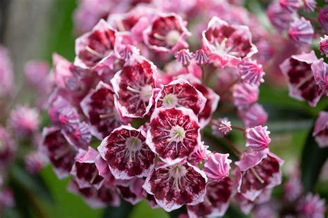 Feuillage persistant et brillant du Kalmia latifolia