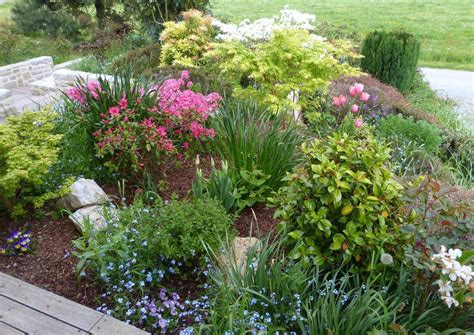 Massif de jardin avec Kalmia latifolia et autres plantes de terre de bruyère