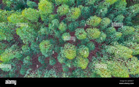 Vue aérienne d'une plantation d'eucalyptus