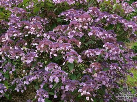 Photo d'un Hydrangea aspera ssp. villosa en pleine floraison