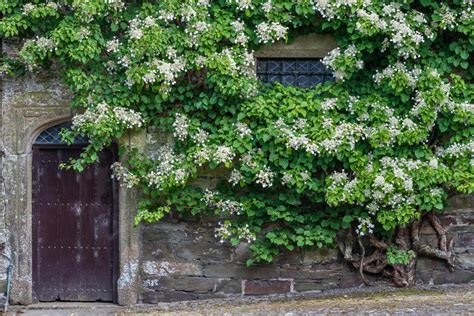Photo d'un mur recouvert par un Hydrangea petiolaris en fleurs