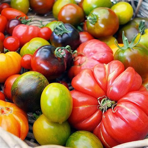 Variétés de tomates colorées
