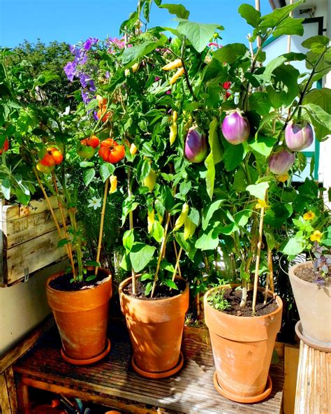 Exposition ensoleillée de tomates sur balcon