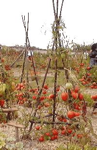 Tuteurage en tipi pour tomates en pot