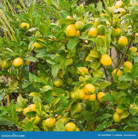 citrons mûrs sur un arbre