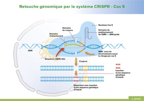 Illustration du mécanisme d'édition génétique CRISPR-Cas9