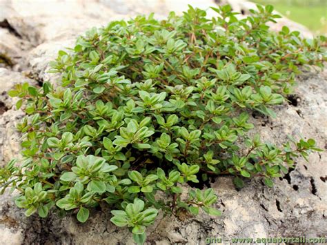 Thym serpolet en floraison dans les joints d'une allée pavée