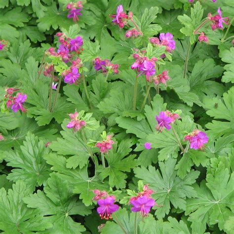 Géranium Vivace sous protection hivernale