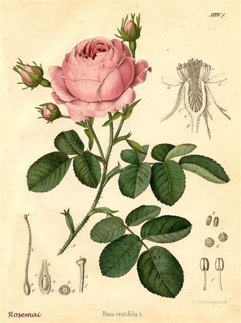 illustration d'un rosier ancien avec des roses en coupe