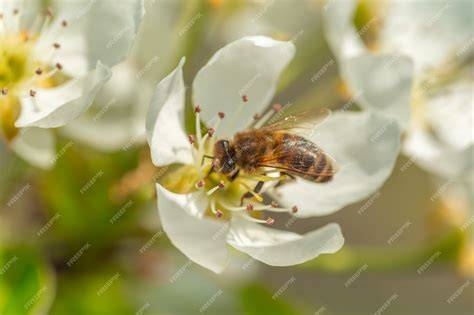 abeille récoltant du miel sur une fleur