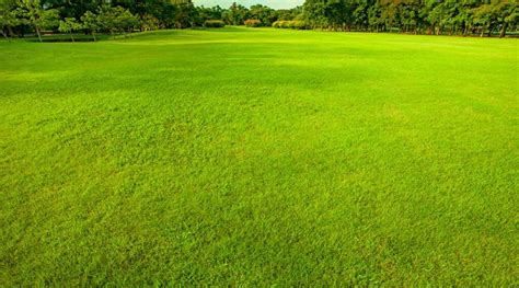 Vue aérienne d'un jardin avec une grande pelouse naturelle luxuriante