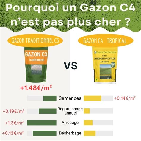 Comparaison visuelle d'un gazon C3 jauni et d'un gazon C4 verdoyant en été