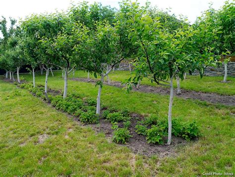 Schéma comparatif de la densité de plantation entre pommiers standards et nains