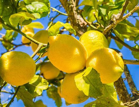 Illustration d'un citronnier des 4 saisons en fleurs et en fruits