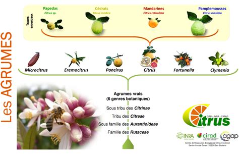 Représentation visuelle des périodes d'arrosage et de fertilisation pour un agrume