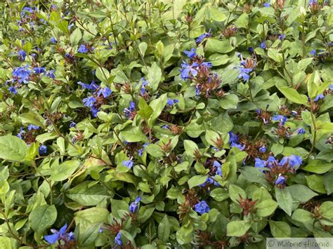 Ceratostigma plumbaginoides en fleurs et son feuillage d'automne