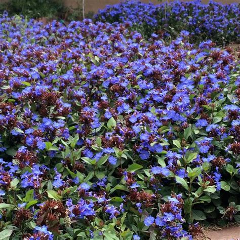 Schéma de l'exposition idéale pour le Ceratostigma plumbaginoides selon les régions