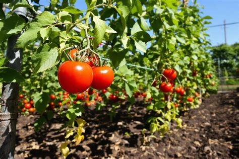 Schéma de la plantation d'un pied de tomate en pleine terre